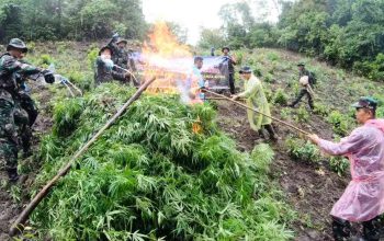 Kodim Banda Aceh Musnahkan Ladang Ganja 2,5 Hektare