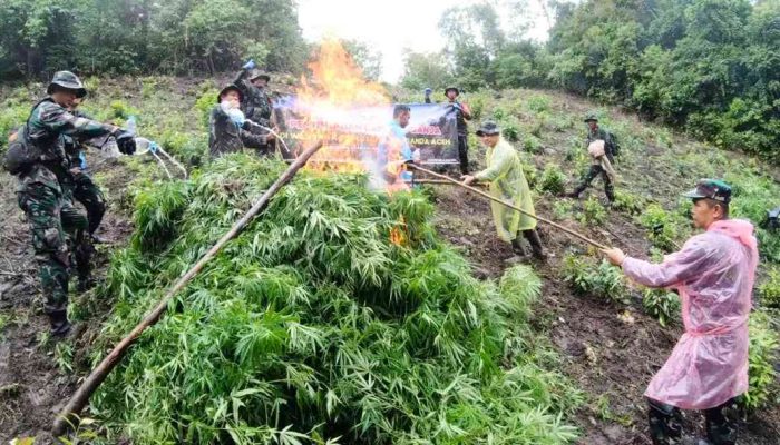 Kodim Banda Aceh Musnahkan Ladang Ganja 2,5 Hektare
