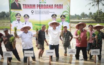 Sekda Aceh Pimpin Tanam Padi Perdana Pascabencana
