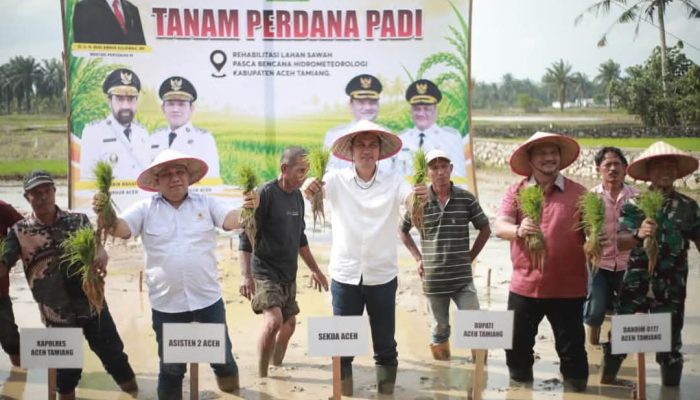 Sekda Aceh Pimpin Tanam Padi Perdana Pascabencana