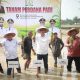 Sekda Aceh Pimpin Tanam Padi Perdana Pascabencana