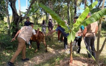 Aceh Besar Genjot Vaksinasi PMK untuk Lindungi Ternak