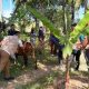 Aceh Besar Genjot Vaksinasi PMK untuk Lindungi Ternak