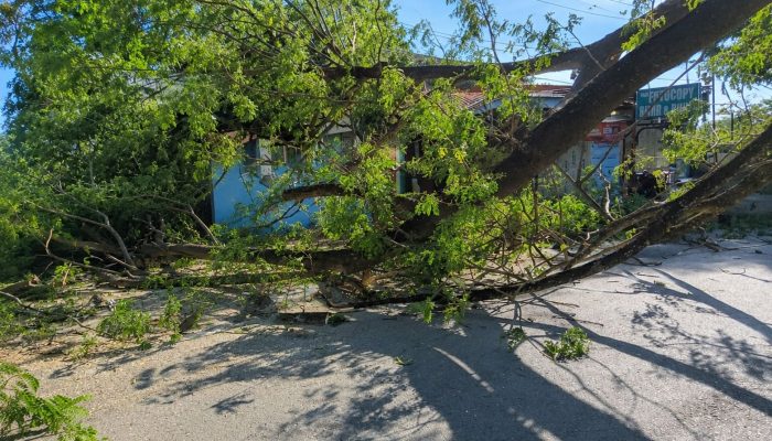 Pohon Raksasa Tumbang Tutup Akses Bandara SIM Satu Jam