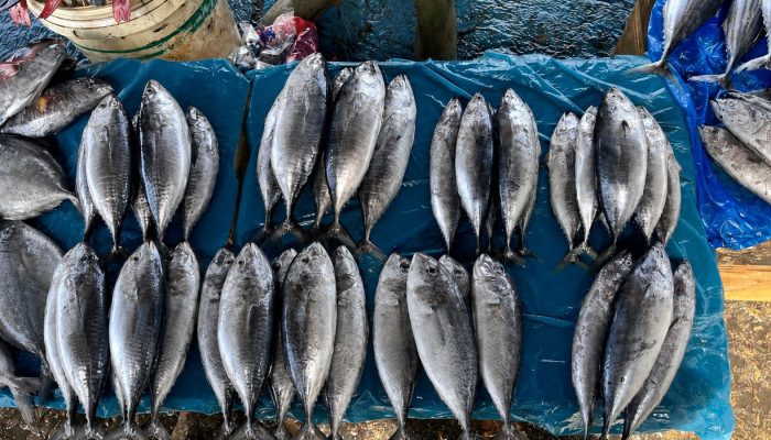Harga Tongkol Lampulo Naik Akibat Pasokan Nelayan Berkurang