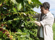 Australia Makin Serius Ingin Kembangkan Biji Kopi Sendiri