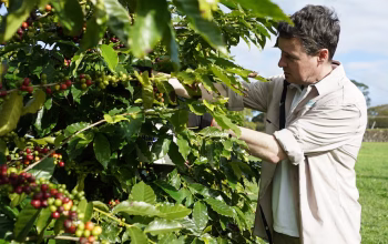 Australia Makin Serius Ingin Kembangkan Biji Kopi Sendiri