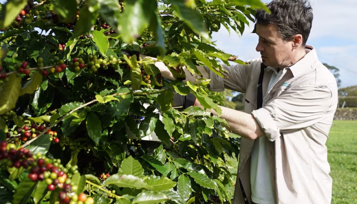 Australia Makin Serius Ingin Kembangkan Biji Kopi Sendiri