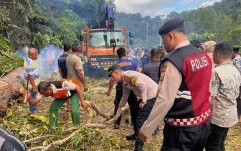 Pohon Tumbang Lumpuhkan Jalan Nasional Tapaktuan-Blangpidie