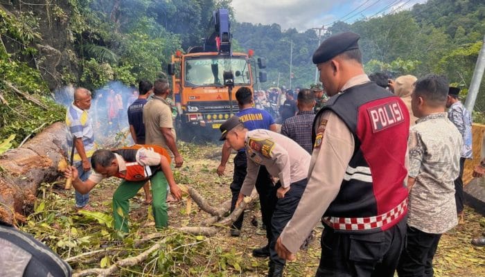 Pohon Tumbang Lumpuhkan Jalan Nasional Tapaktuan-Blangpidie