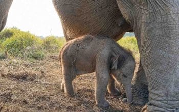 Kelahiran Anak Gajah Sumatera Jadi Kado HUT RI