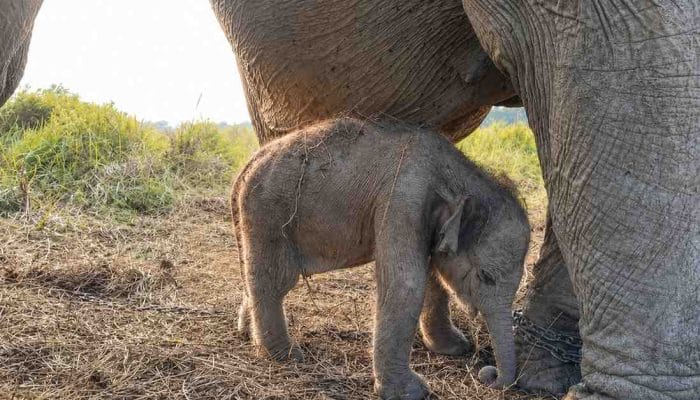 Kelahiran Anak Gajah Sumatera Jadi Kado HUT RI