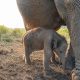 Kelahiran Anak Gajah Sumatera Jadi Kado HUT RI