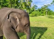Diduga Terjangkit EEHV, Gajah Anakan di PLG Saree Mati