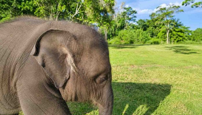 Diduga Terjangkit EEHV, Gajah Anakan di PLG Saree Mati