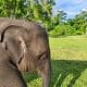 Diduga Terjangkit EEHV, Gajah Anakan di PLG Saree Mati