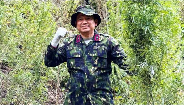 BNN Musnahkan 30 Ribu Batang Ganja Siap Panen di Nagan Raya