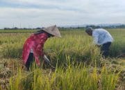 Nilai Tukar Petani Aceh Naik 1,57 Persen