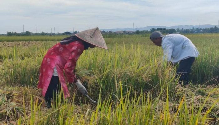 Nilai Tukar Petani Aceh Naik 1,57 Persen