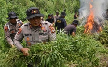 Polisi Musnahkan 4 Hektare Ladang Ganja, Dua Pengelola Diburu