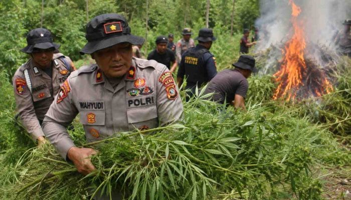 Polisi Musnahkan 4 Hektare Ladang Ganja, Dua Pengelola Diburu