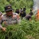 Polisi Musnahkan 4 Hektare Ladang Ganja, Dua Pengelola Diburu