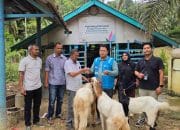 PLN NP UP Arun Kembangkan Penggemukan Kambing di Ujung Pacu