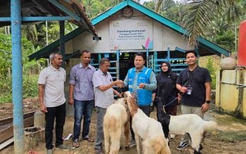 PLN NP UP Arun Kembangkan Penggemukan Kambing di Ujung Pacu