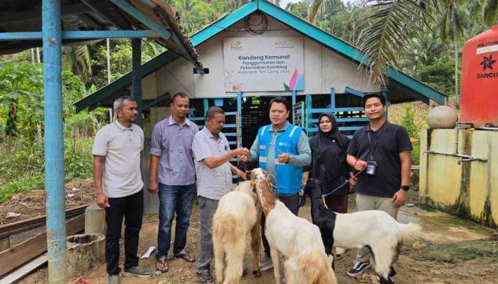 PLN NP UP Arun Kembangkan Penggemukan Kambing di Ujung Pacu