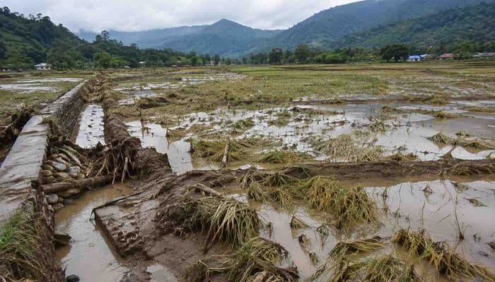 Gayo Lues Segera Pulihkan 450 Hektare Sawah Rusak