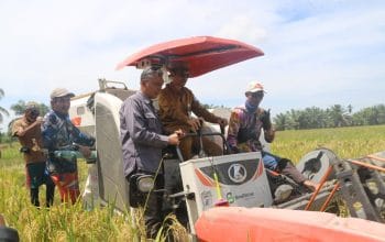 Panen Raya Padi Aceh Perkuat Swasembada Pangan Berkelanjutan