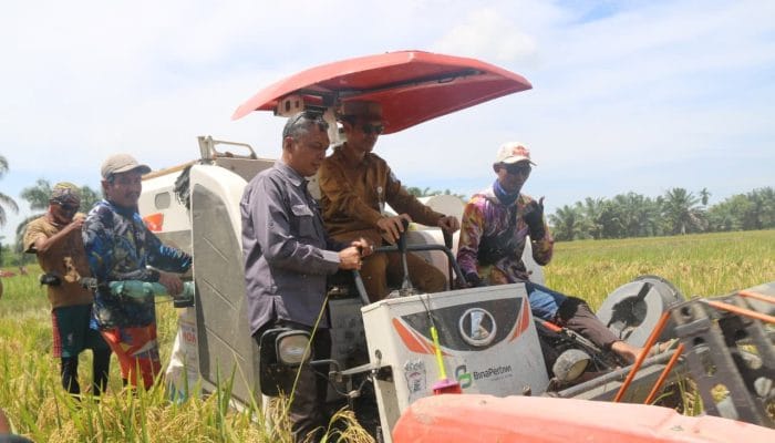 Panen Raya Padi Aceh Perkuat Swasembada Pangan Berkelanjutan
