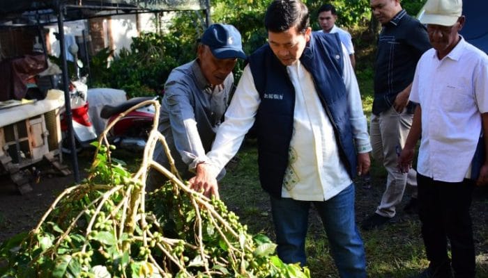 Haili Yoga Dorong Produktivitas dan Kebangkitan Kopi Gayo