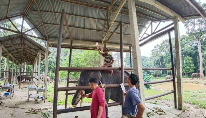 Gajah Diego Mati Setelah Jalani Perawatan Intensif di PLG Minas