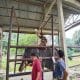 Gajah Diego Mati Setelah Jalani Perawatan Intensif di PLG Minas