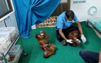 Indonesia Upayakan Pemulangan Lima Bayi Orangutan dari India