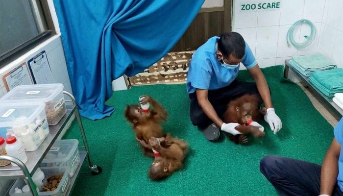 Indonesia Upayakan Pemulangan Lima Bayi Orangutan dari India