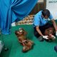 Indonesia Upayakan Pemulangan Lima Bayi Orangutan dari India