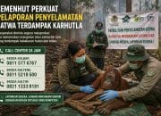 Kemenhut Perkuat Penyelamatan Orangutan Terdampak Karhutla