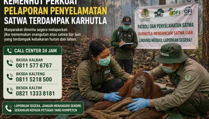 Kemenhut Perkuat Penyelamatan Orangutan Terdampak Karhutla