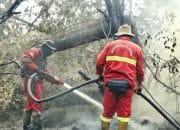 Personel gabungan sedang memadamkan kebakaran hutan dan lahan (karhutla). (Foto: Dok. Biro Humas Kemenhut)