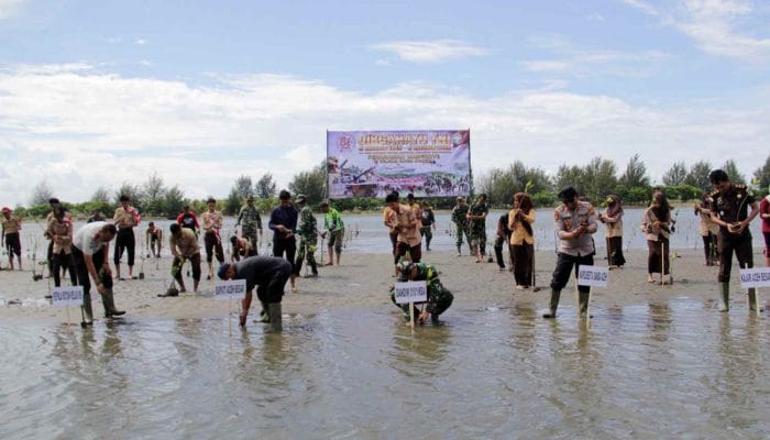 Ratusan Mangrove Ditanam di Pesisir Kajhu