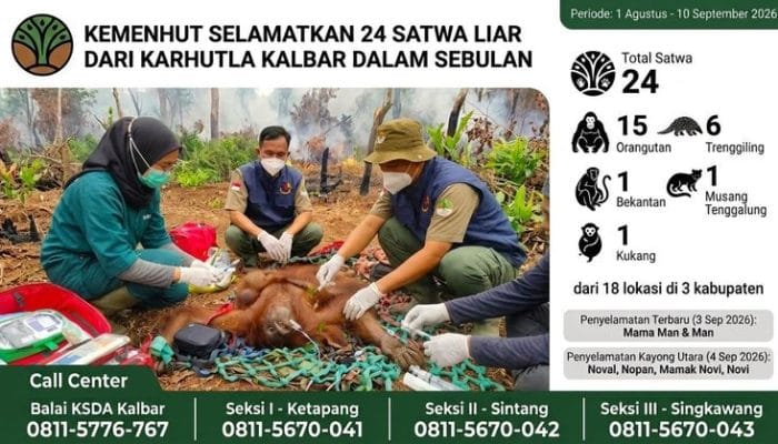Kemenhut Selamatkan 24 Satwa Liar Terdampak Karhutla di Kalbar