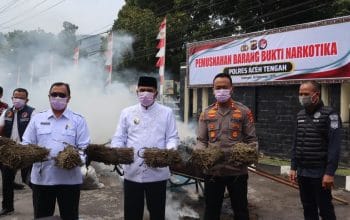 101 Kilogram Ganja Dimusnahkan Polres Aceh Tengah