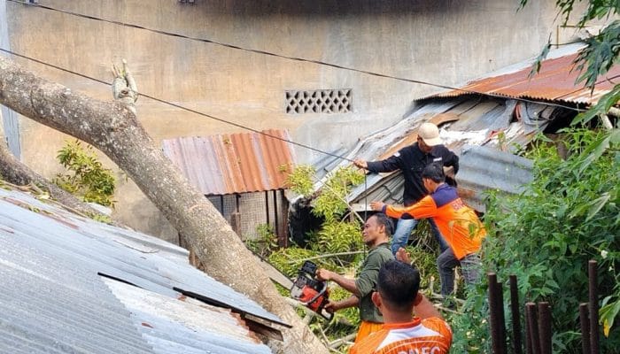 Pohon Tumbang Timpa Rumah Warga di Lhokseumawe