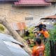 Pohon Tumbang Timpa Rumah Warga di Lhokseumawe
