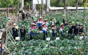 Panas Bumi Kamojang Diolah Jadi Pupuk, Panen Petani Meningkat