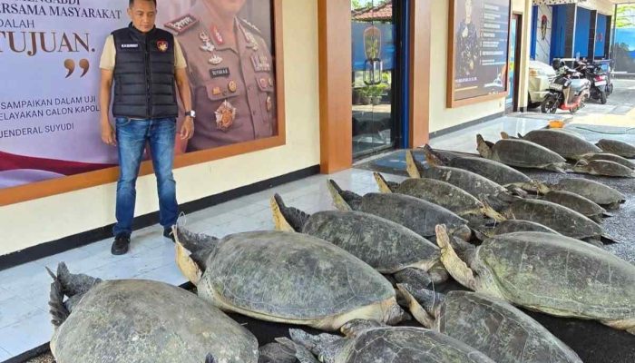 Ditpolairud Bali Gagalkan Dugaan Penyelundupan 22 Penyu Hijau