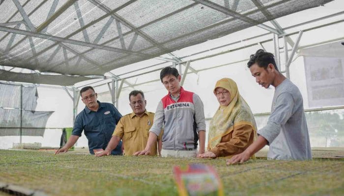 Kelompok Tani Binaan Pertamina EP Rantau Panen Cabai