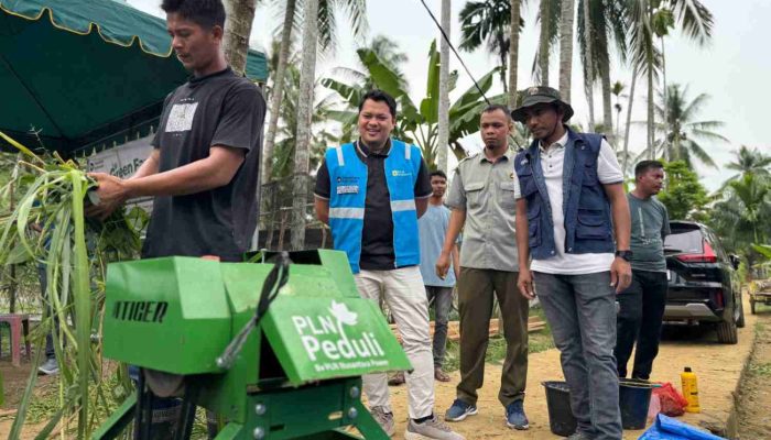 PLN UP Arun Dorong Kemandirian Peternak Lewat Pelatihan Silase